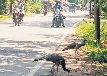 Peacocks near a forest in Banki.