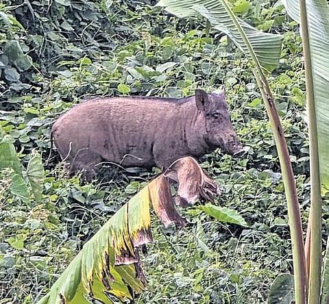 Wild boar spotted in a densely populated area of Kazhakoottam in Thiruvananthapuram
