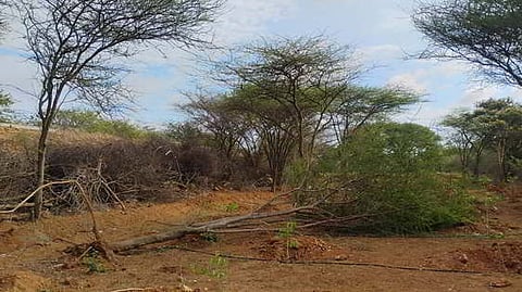 Social activists have urged the Water Resources Department (WRD) to take appropriate action to prevent the removal of trees in the water spread area of the Vattamalai Dam, in Tiruppur district, to plant saplings.