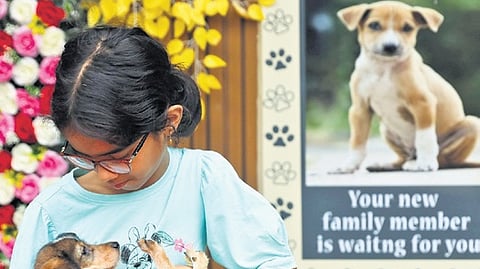 A girl plays with her newly adopted puppy at the ‘Indie Dog Puppy Adoption Mela’ in city on Sunday