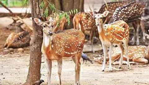 Image of 'Spotted deer' used for representational purposes only.