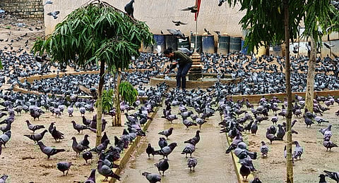 A lady feeds Pigeons which shelters in a lot near Tulasi Park at Upparpet in Bengaluru.