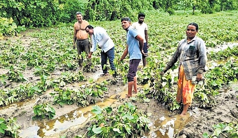 Farmers show the damaged crops following the heavy rains in Nanded district in Maharashtra