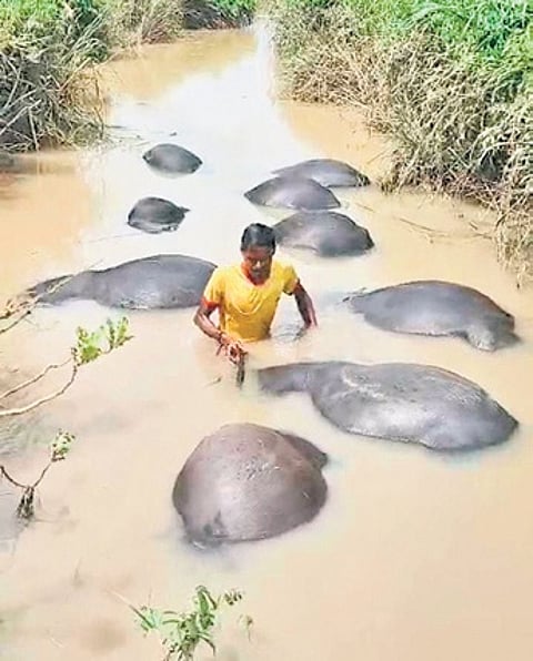Carcasses of buffaloes floating in river