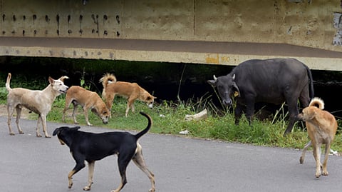 Acting on a complaint filed by an animal welfare activist, the Yacharam police registered a case against the village sarpanch, the panchayat secretary and a ward member.