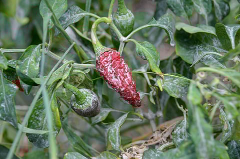 Farmers of Poolangulam village in Tenkasi have incurred huge losses as dust from a nearby crusher unit, functioning round the clock led to decline in crop yield.