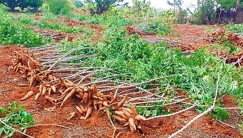 Harvested Tapioca roots