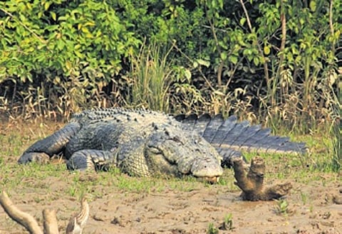 The boy was attacked on Tuesday afternoon while washing utensils in the Brahmani river at Jayanagar village under Aul block in Kendrapara.