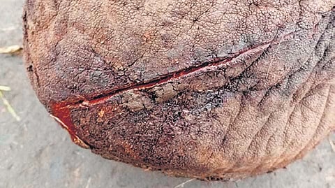 The injured foot of the elephant