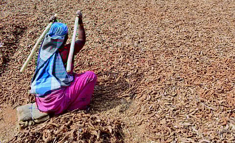 A woman labourer dries Tamarind in sunlight to sell it in market.