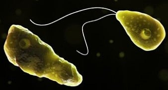 The disease appearing in a cluster indicates a potential common source of infection.