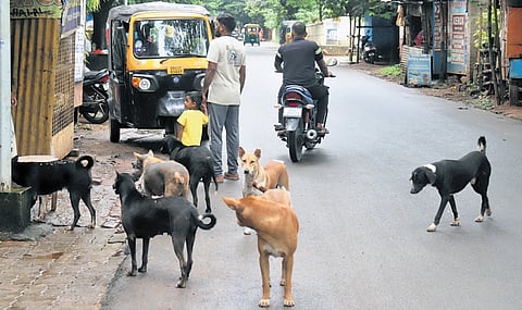 A pack of stray dogs at BJB Nagar in Bhubaneswar on Friday