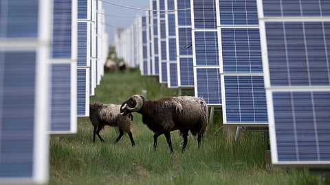 Tibetan sheep graze at a solar farm in Hainan prefecture of western China's Qinghai province on Tuesday, July 1, 2025.