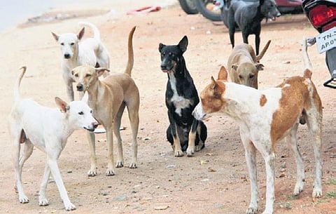 Stray dogs roam on a street in Chennai