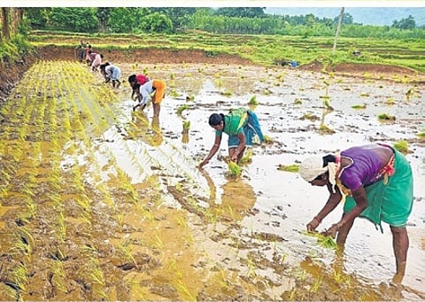 Farmers transplanting paddy in their fields at Lanjigarh in Kalahandi district