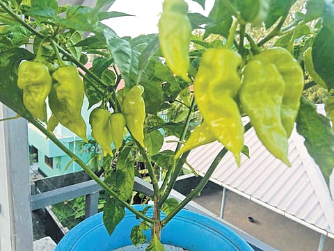Agriculture department is pushing mixed cultivation, encouraging farmers to grow vegetables like green chilli, brinjal, or okra alongside marigold.