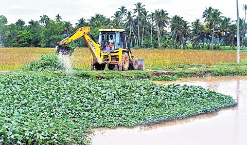 Water hyacinth being removed from Vellayani lake