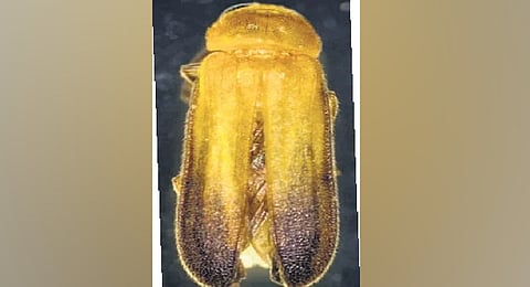 A survey among the local people clearly showed that 97% of people have knowledge about fireflies, and the decline in firefly population was mainly due to pesticide use and water pollution.