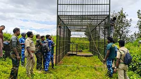 A large cage set up to trap a tiger at Devarsholai near Gudalur.