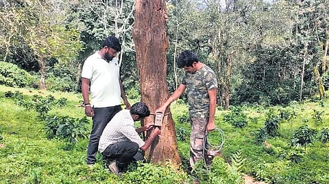 As many as 300 camera traps have been fixed to track the movement of wild animals outside forest areas of Valparai and Manombolly