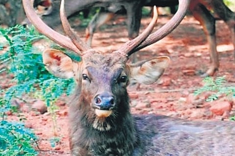 The anti-rabies vaccine being used on the deer was developed for domestic animals such as dogs and cattle.