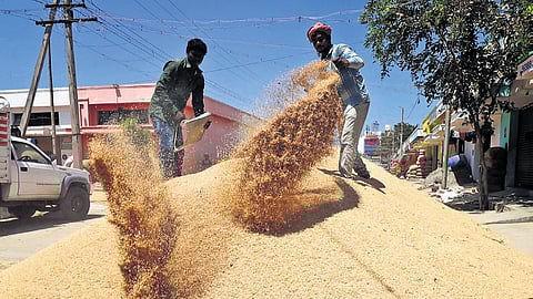Of the 8,678 tonnes of paddy procured subsequently, 7,249 tonnes is fine variety paddy while 1,429 tonnes is common variety paddy.