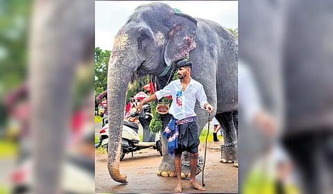 Kaveri with its owner Shimil