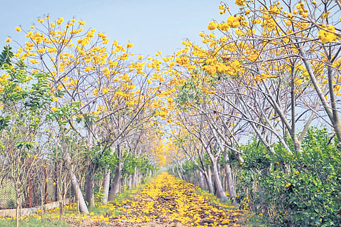 Amaravati is being developed as a modern, sustainable, and green city with a vision to support the State’s growth across all sectors I Express