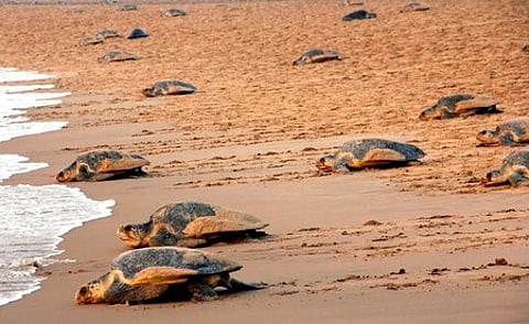 Olive Ridley turtles returning to sea after mass nesting at Gokharkuda beach near Rushikulya mouth in Odisha.