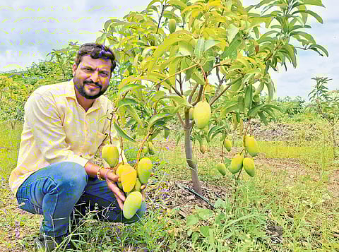 Farmer Naveen Manganawar has 3,000 trees of the Thailand mango variety on his seven-acre orchard in Shivanagi village of Vijayapura district.