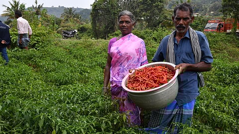 So far, the initiative has benefited 125 farmers who have successfully cultivated tomato, chillies, mango, guava, and papaya using high-yield 'Arka' seedlings supplied by IIHR, Bengaluru.