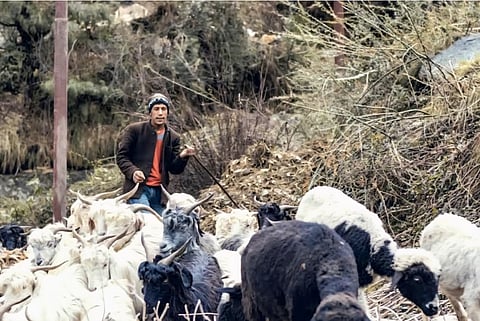 The disease is caused by the parasite Echinococcus granulosus, which thrives in areas where sheep, goats, and dogs are reared together.