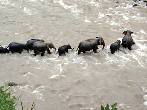 Elephant herd rallies to rescue calf from raging river in Uttarakhand