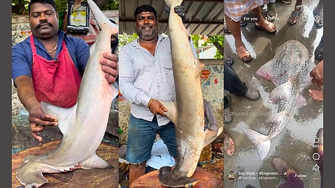 Hammerheads are displayed at Kasimedu and other harbours, while guitarfish and wedgefish are sold in coastal markets or smuggled through storage godowns to larger buyers.