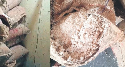 Recent rains further dampened village ration shops, causing bags of superfine rice to get wet and clump together. Despite this, the damaged rice is now being distributed to cardholders from September.