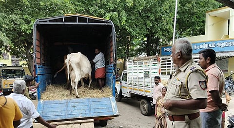 The Vellore Corporation has intensified its crackdown on cattle menace. On Wednesday evening, close to 20 cows were seized and sent to goshalas in Kanchipuram.
