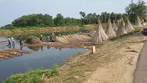 Farmers soaking jute and mesta plants in a water tank at Arasada village.