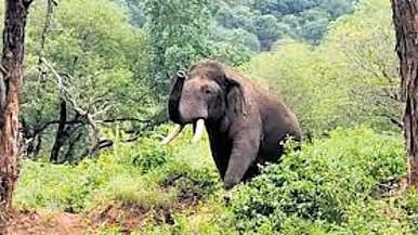 Image of an elephant used for representational purposes only.
