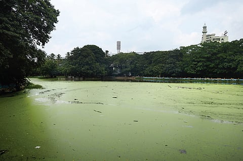 Lake at Public Garden in Hyderabad is covered with algae and floating debris.