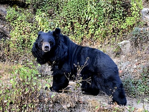 A Himalayan black bear.