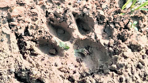 Tiger pugmarks were spotted at the Vanguttalu on the outskirts of Palampet in Venkatpur mandal in Mulugu district on Monday