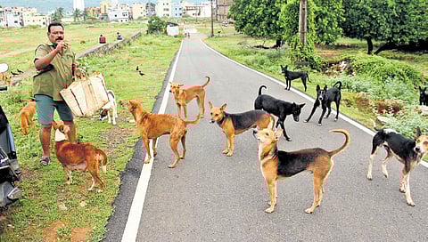 Image of feeding stray dogs used for representative purpose.