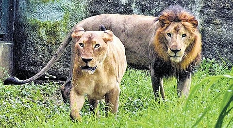 Gujarat is the only home to Asiatic lions in the world, but behind the celebratory headlines of a rising lion population, a silent tragedy is unfolding.