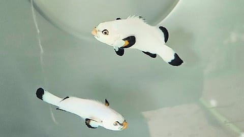 The designer clownfish (F4 gen) created by the NBFGR.