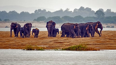 A herd of wild elephants stuck on a sand bank in the middle of Mahanadi river, near Bhagipur village in Cuttack district, Odisha, Friday,