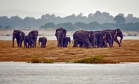 An elephant marathon is being conducted as part of the Wildlife Week 2025 in Dalma Wildlife Sanctuary.