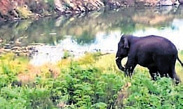 The elephant, which entered the town from Chirutapalli forest, created tension before forest staff and police successfully drove it back.
