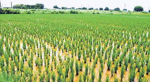 Prakasam district farmers have cultivated crops on just 53.43% of the average Kharif seasonal cultivation area due to low rainfall conditions, agriculture officials said.