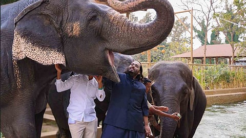Anant Ambani's Vantara wildlife rescue and rehabilitation centre in Jamnagar, Gujarat.