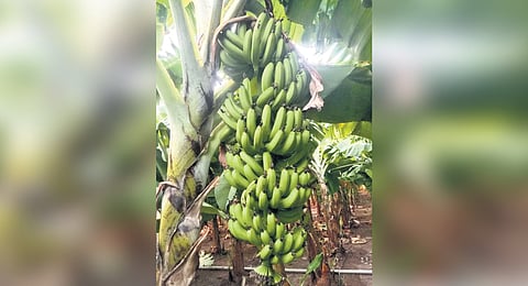 The fruit, which recently fetched Rs 22,000 per tonne, is now struggling to secure even Rs 8,000, leaving cultivators anxious and disheartened.